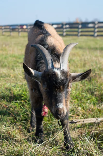 Mutlu keçi kahverengi