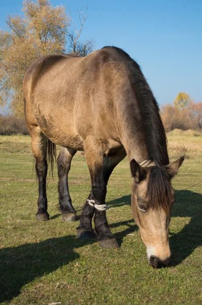 Doğadaki at. Bir atın portresi, kahverengi at.
