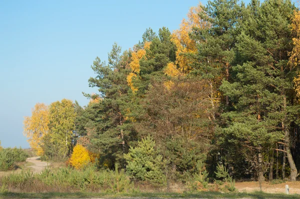 yeşil sarı yapraklar sonbaharda ile huş ağacı