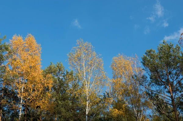 Brzoza Drzewo z zielonych liści żółty jesienią — Zdjęcie stockowe