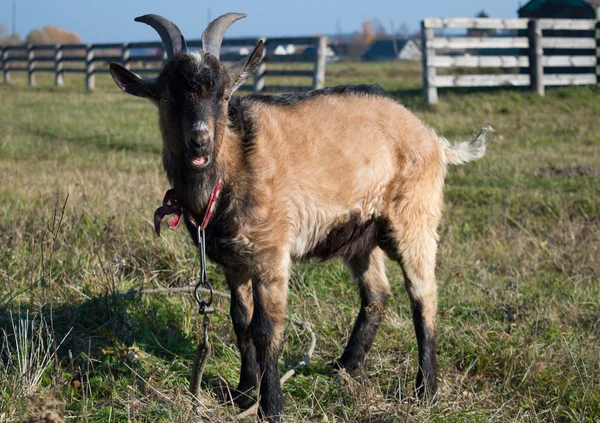 Mutlu keçi kahverengi