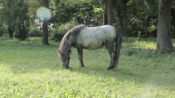 Pony in the meadow 2 — Stock Video