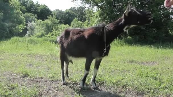 Geten på ängen — Stockvideo