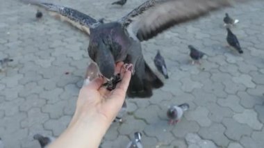 Elinden yemek güvercin 100fps