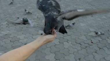 İki güvercin elinden yemek 100fps