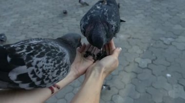 İki güvercin elinden yemek 100fps