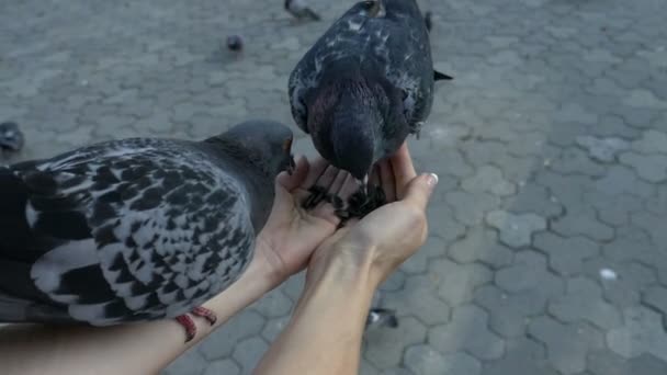 Two doves eating from the hands  100fps — Stock Video