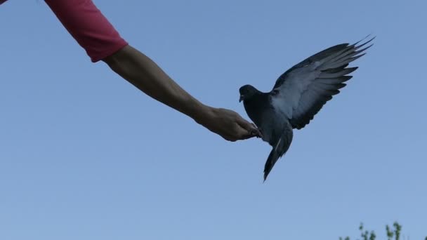 Pigeon eating from the hands 100fps — Stock Video