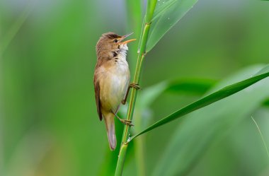 Bayağı kamışçın