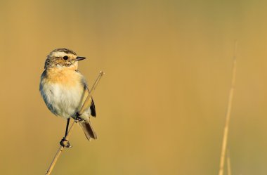 Whinchat