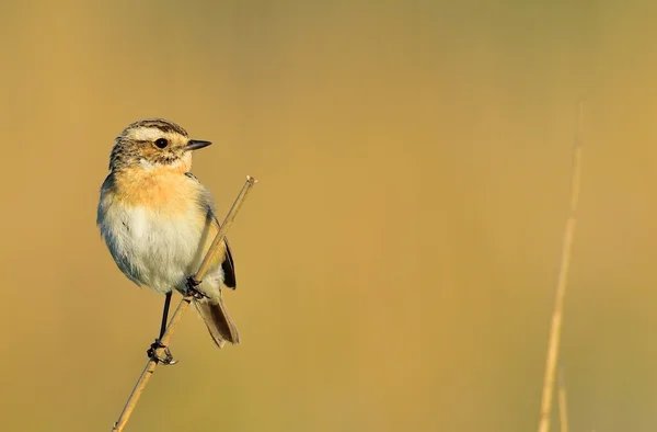 Braunkehlchen — Stockfoto