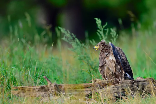 Aigle tacheté — Photo