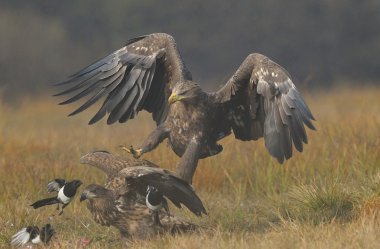 Beyaz kuyruklu kartal