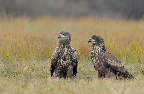 Aigle à queue blanche — Photo