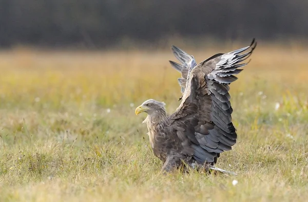 Aigle à queue blanche — Photo