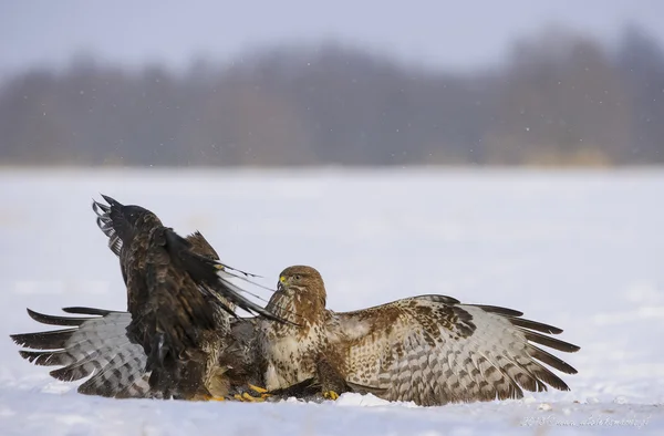 Buse Neige Hiver Oiseau — Photo