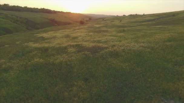 Зелені поля на заході сонця — стокове відео