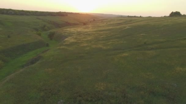 Campos verdes al atardecer — Vídeos de Stock