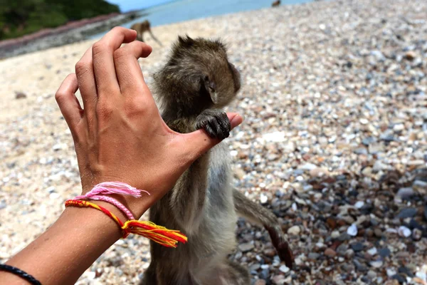Follow the monkey