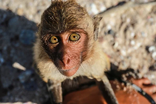 Cute monkey look into your sole