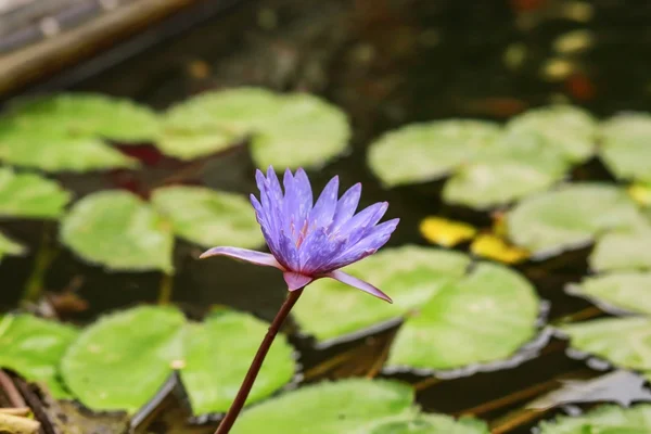 Bir havuzda mor Lotus çiçeği