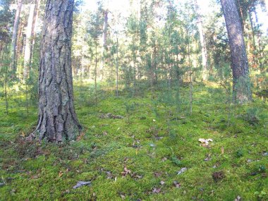 Doğanın güzelliği