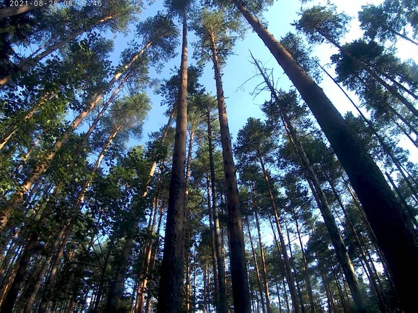 Schoonheid Van Natuur — Stockfoto