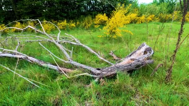 Schöne Natur Der Lombardei Italien Sommer Mit Panoramaaufnahme — Stockvideo