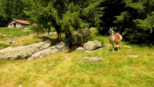 Beutiful Nature Lombardie Italie Fait Été Avec Vue Panoramique — Video