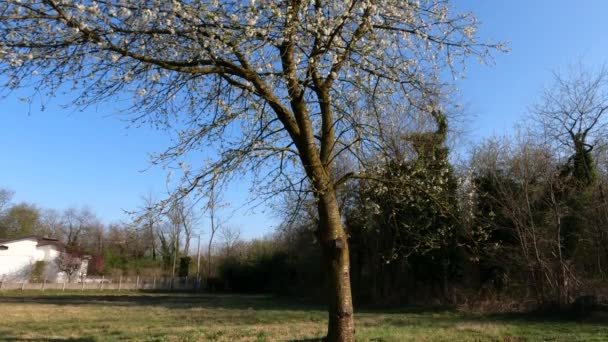 Beutiful Nature Lombardie Italie Fait Été Avec Vue Panoramique — Video