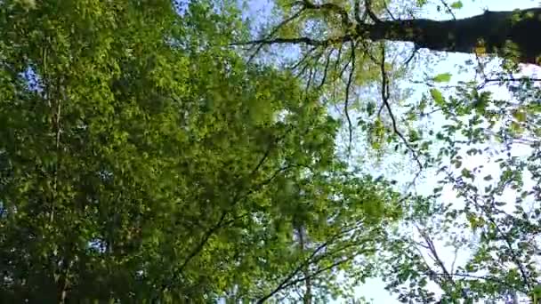 Träd Skogen Lombardiet Italien Gjort Hösten Med Panorama Skott — Stockvideo