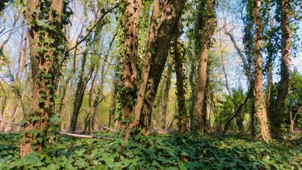 Lombardia Erdei Fája Olaszország Ősszel Készült Panorámás Felvételekkel — Stock videók