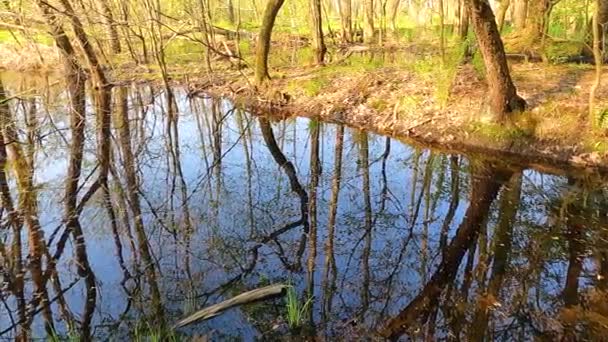 Teich Tessin Italien Sommer Mit Einem Festen Schuss — Stockvideo