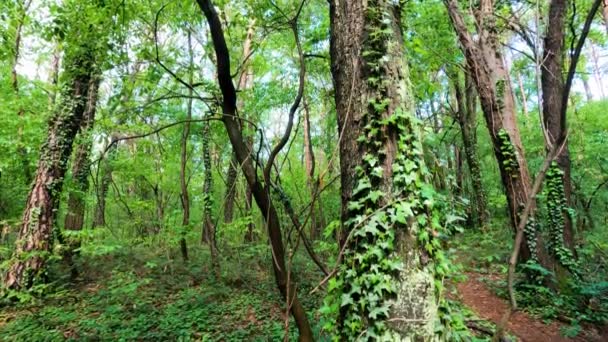 Δέντρο Στο Δάσος Της Λομβαρδίας Ιταλία Γίνεται Φθινόπωρο Πανοραμική Βολή — Αρχείο Βίντεο