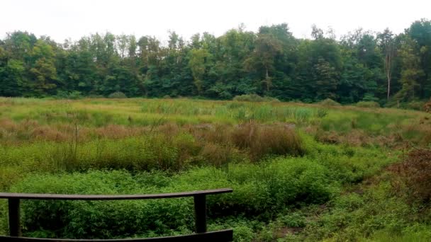 Träd Skogen Lombardiet Italien Gjort Hösten Med Panorama Skott — Stockvideo