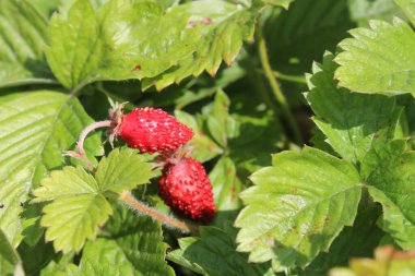 Bahçedeki çilekler