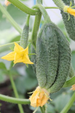 Siyam salatalıkları - yazın taze şakası