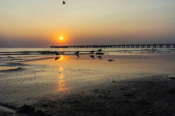 Havsmåsar Sandstrand Vid Havet Solnedgången Fyra Måsar Stranden Förbereder Sig — Stockfoto