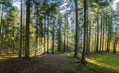Şafakta sonbahar ormanı manzaralı bir panorama. Güneş ağaçların arasından doğar.