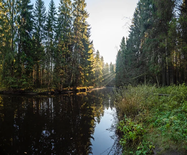 秋天的风景 可以看到池塘和水面上的一棵树 太阳在水中反射 美丽的俄罗斯自然 — 图库照片