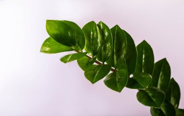 Beyaz arka planda Zamiokulkas 'ın yeşil dalı.