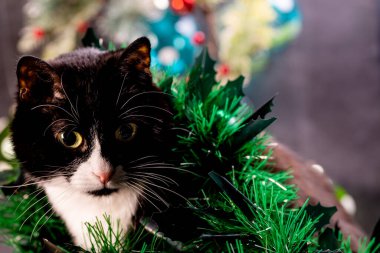 Meraklı kedi yavrusu Noel ağacı oyuncaklarına bakıyor.