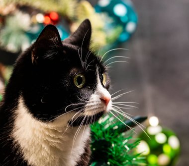 Beyaz göğüslü siyah kedi yavrusu ve Noel oyuncaklarıyla graet..