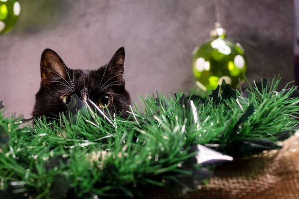 Gatto Bianco Nero Nasconde Albero Natale Giorno Natale — Foto Stock