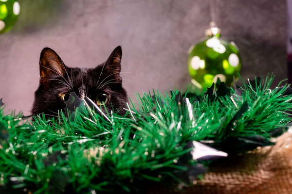 Siyah Beyaz Bir Kedi Noel Günü Bir Noel Ağacında Saklanır Stok Resim