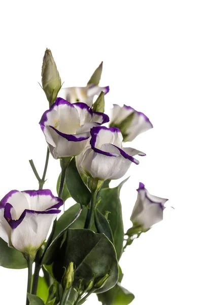 Bukiet Białych Kwiatów Purpurowym Brzegiem Białym Tle — Zdjęcie stockowe