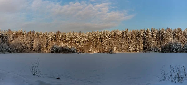 Panorama Eines Herrlichen Winterlichen Schneewaldes Unter Den Sonnenstrahlen — Stockfoto