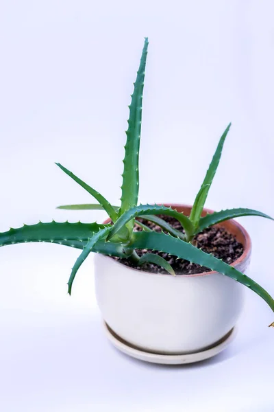 Una Planta Aloe Maceta Sobre Fondo Blanco — Foto de Stock