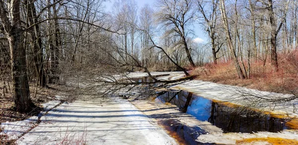 Magnifico Panorama Sul Fiume Foresta All Inizio Della Primavera Con — Foto Stock