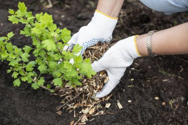 Eldivenli bir kız genç bir çalıya talaş serpiştiriyor..